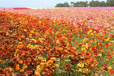 Carlsbad Flower Field Southern California California Hikes California