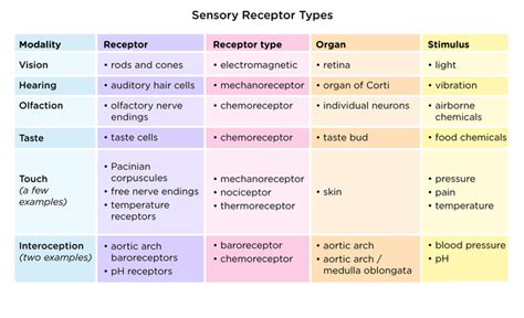 Types Of Sensory Receptors Classification By Stimulus Life Education