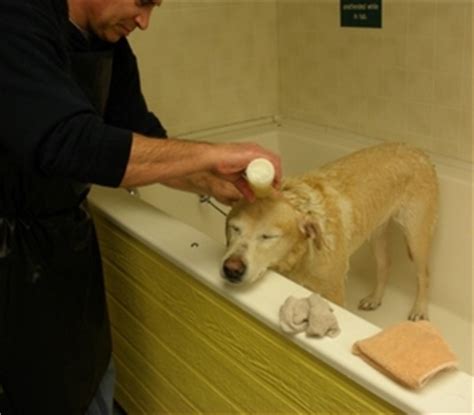 Maybe you would like to learn more about one of these? Wash N' Wags Do It Yourself Dog Wash and Grooming ...