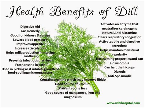 Rishi Ayurveda Hospital And Research Centre Health Benefits Of Dill