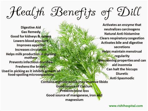 rishi ayurveda hospital and research centre health benefits of dill