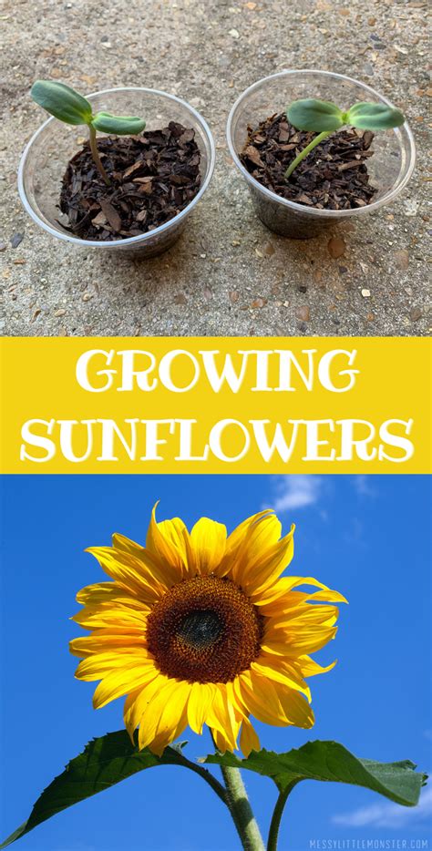 Growing Sunflowers In Pots Messy Little Monster
