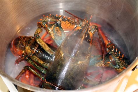 Cooking Whole Live Lobster A Photo Tutorial Kqed