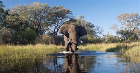 Elephant Safari Tour Deluxe Okavango Delta Botswana