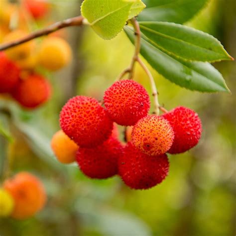 Buy Strawberry Tree Arbutus Unedo £1499 Delivery By Crocus