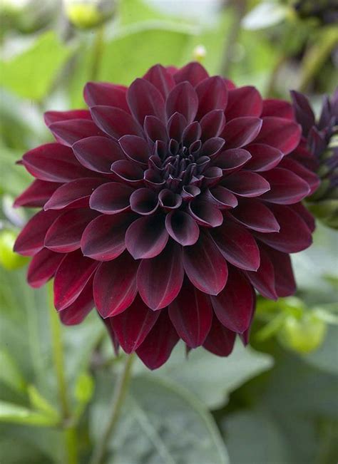Dahlias make wonderful cutting flowers and are often the center of attention in a floral bouquet. Dahlia Bulbs, Black Dahlia Flowers, Dahlia Flower Bulbs ...