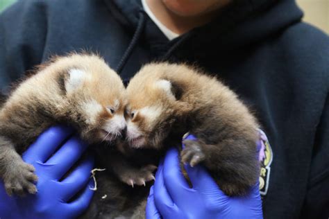 2 Red Panda Cubs Born At Denver Zoo