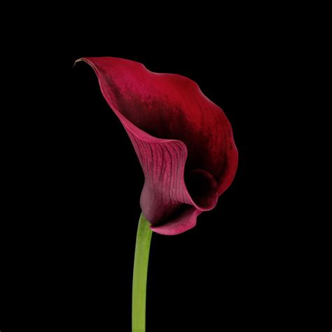 Maybe you would like to learn more about one of these? Symbolic Meanings of Flowers That You've Been Wanting to ...