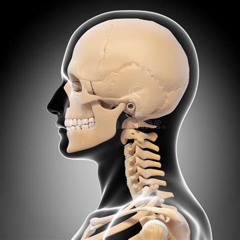 Side View Of Human Head Skeleton Stock Illustration Illustration Of