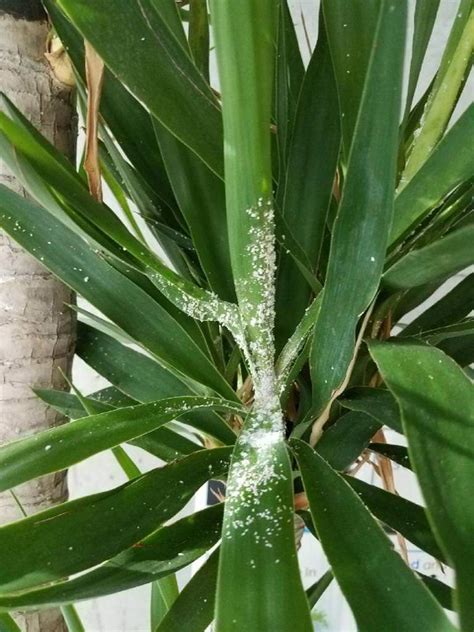 These insects can be a huge nuisance, but there are many ways you can keep them at bay. How To Get Rid Of Mealybugs | My City Plants