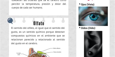 Infografía Los 5 órganos De Los Sentidos By Andrés Gutiérrez Miguel