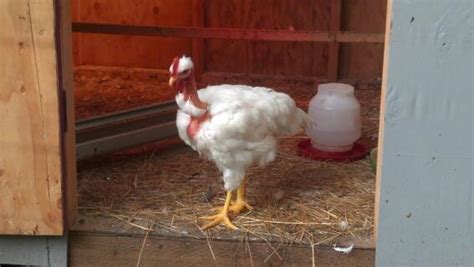 Naked Neck For Sale Chickens Breed Information Omlet