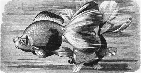 Fancy Goldfish Drawing From 1873