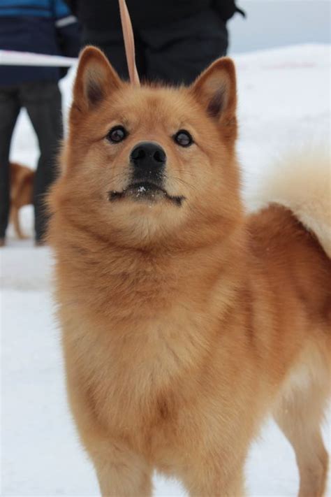 Canine Photograph Spitz Dogs Spitz Dog Breeds Finnish Spitz