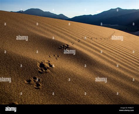 Desert Animal Tracks High Resolution Stock Photography And Images Alamy