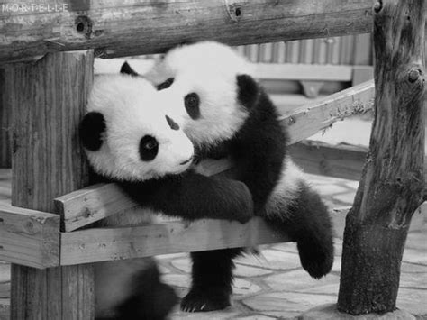 So Cuteee Panda Love Panda Bear Panda