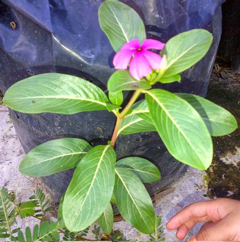 32+ Contoh Gambar Bunga Tapak Dara Kekinian - Informasi Seputar Tanaman