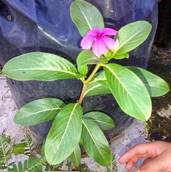 Klasifikasi Bunga Tapak Dara