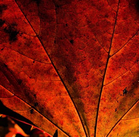 3072x1920px Free Download Hd Wallpaper Rust Colored Leaf Red