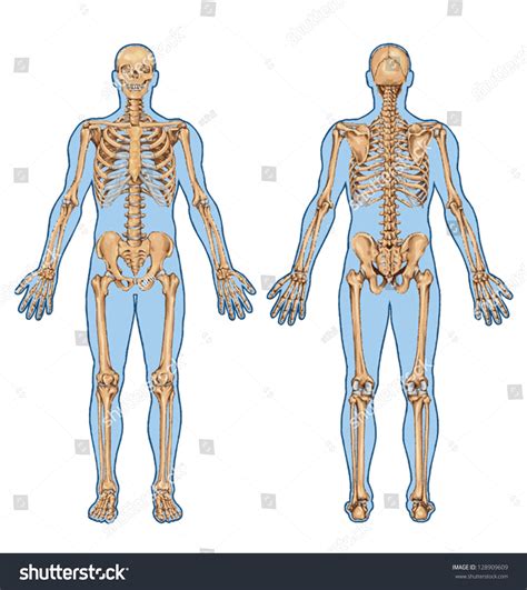 Human Skeleton Posterior Anterior View Didactic Stock Vector Royalty