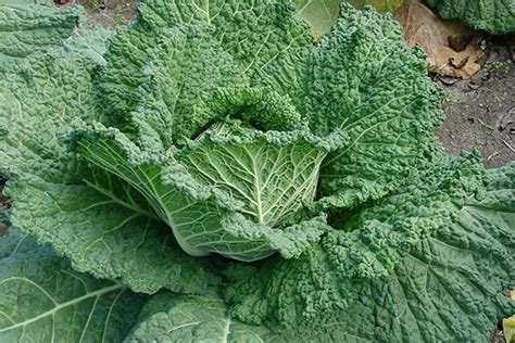 Growing Cabbages And General Cabbage Planting Tips Bonnie Plants