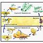 Fern Life Cycle Worksheet