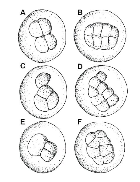 4 Cell And 8 Cell Morula Patterns Of Normal A And B And Abnormal