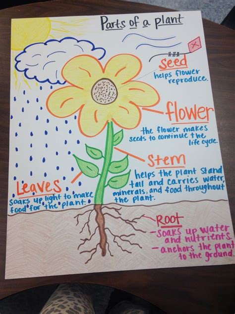 Parts Of A Plant Anchor Chart Teaching Pinterest