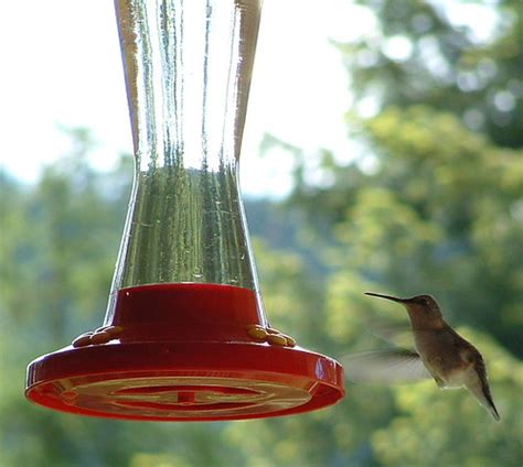 Watch how to make hummingbird food at home. Homemade Hummingbird Food | My Recycled Bags.com