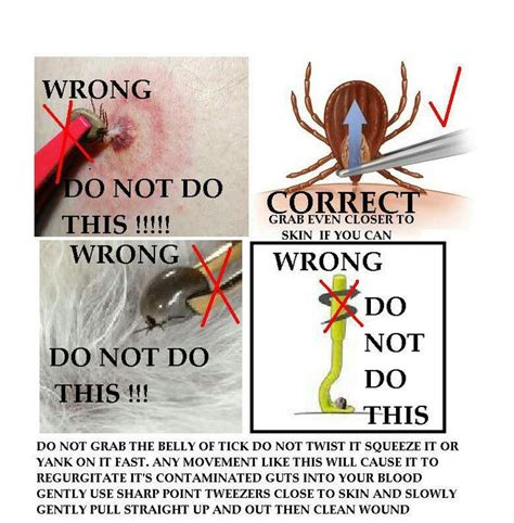 14 Best Tick Myths And Tricks Images On Pinterest Lyme Disease Tick Bite And Ticks