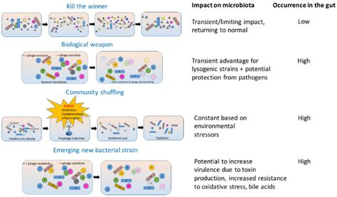 Proposed Mechanisms Of Phage Driven Intestinal Dysbiosis In The ‘kill