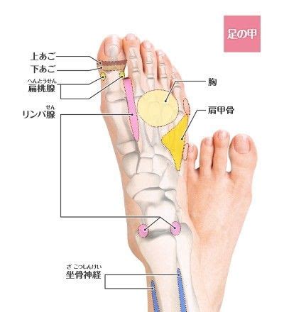 Самые новые твиты от ポルノのつぶやき (@pornyjp). リフレクソロジーの反射区マップ!足の甲・足裏のツボ | ツボ ...