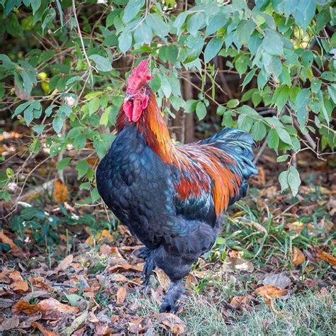 Baby black copper maran rooster. Black Copper Marans Rooster named Sir Leopold | Black ...