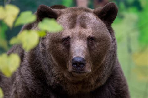 Les infos de 18h Attaque d une ourse contre un chasseur en Ariège