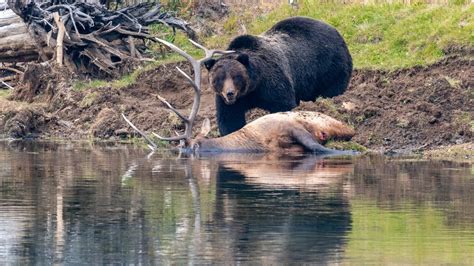 Grizzly Bear Captured Feasting On Downed Bull Elk In Yellowstone Park