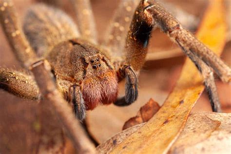 The Worlds Most Venomous Spider The Brazilian Wandering Spider