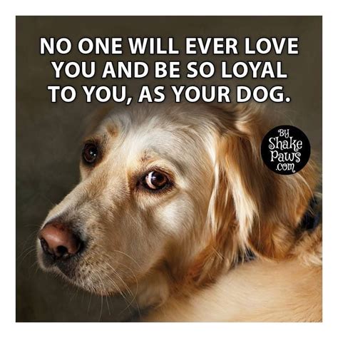 Proverbs 12 10 I Love Dogs Love You Falling Down Loyal Golden