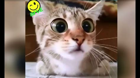 Funny Cat Watches Scary Horror Movie Very Funny Video