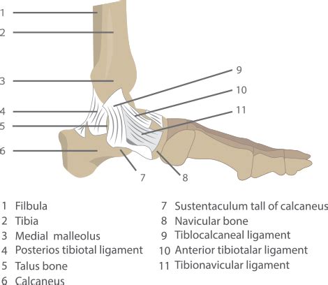 Foot & Ankle Injury Treatment | Rockwall Foot & Ankle Specialist