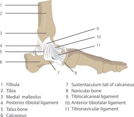 All these branches or elements may not necessarily affect the marketing process. Foot & Ankle Injury Treatment | Rockwall Foot & Ankle Specialist