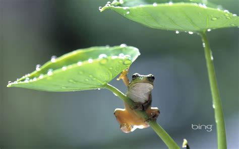 Spring Rain Wallpaper For Desktop 69 Images