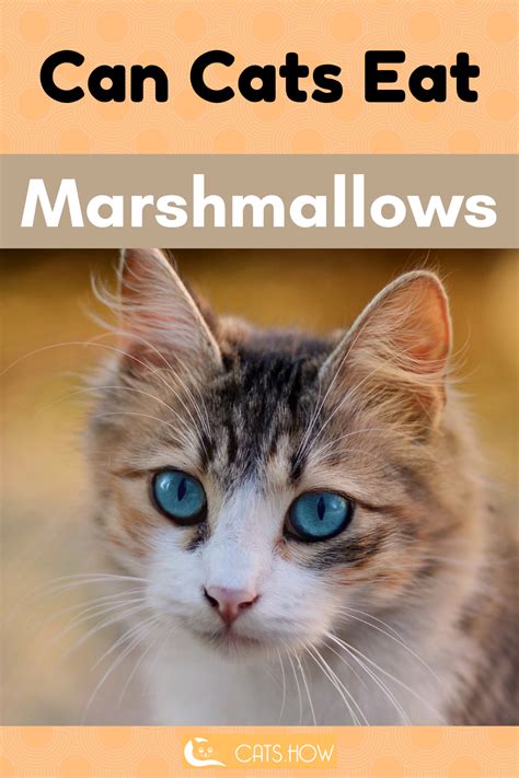 Can dogs eat dehydrated marshmallows? ᐉ Can Cats Eat Marshmallows in 2020 (With images) | Cat ...