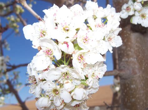 The species variously are endemic to mexico, central america and the caribbean, and as far south as brazil and north as florida, but are grown as cosmopolitan ornamentals in warm regions. Tumbleweed Crossing: Bradford Pear Tree Blossoms