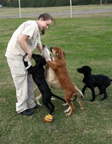 Animal welfare groups band together to raise money for low-cost spay