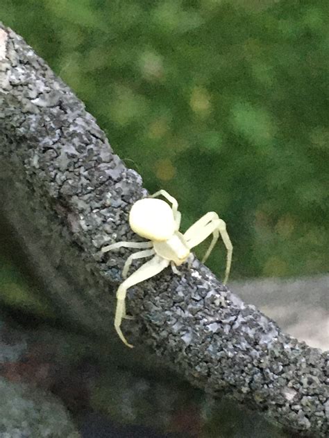 This Albino Spider Rmildlyinteresting