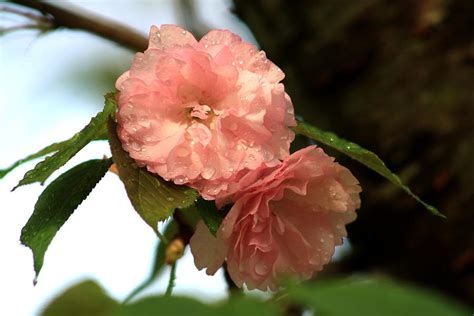 Cherry Blossoms And Mist Photograph By Charles Shedd Pixels