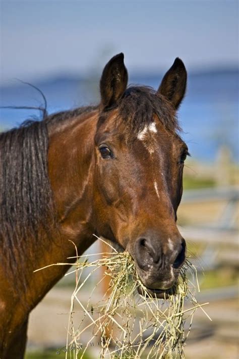 Horse Animal Portrait Picture | Photo, Information