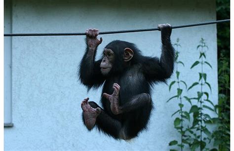 Sweet Chimpanzee Monkey For Sale