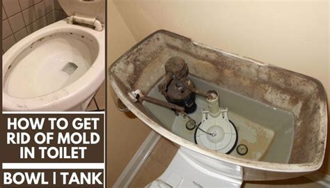 How To Get Rid Of Mold In Toilet Causes Solutions