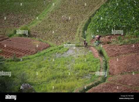 Farming In Madagascar Stock Photo Alamy
